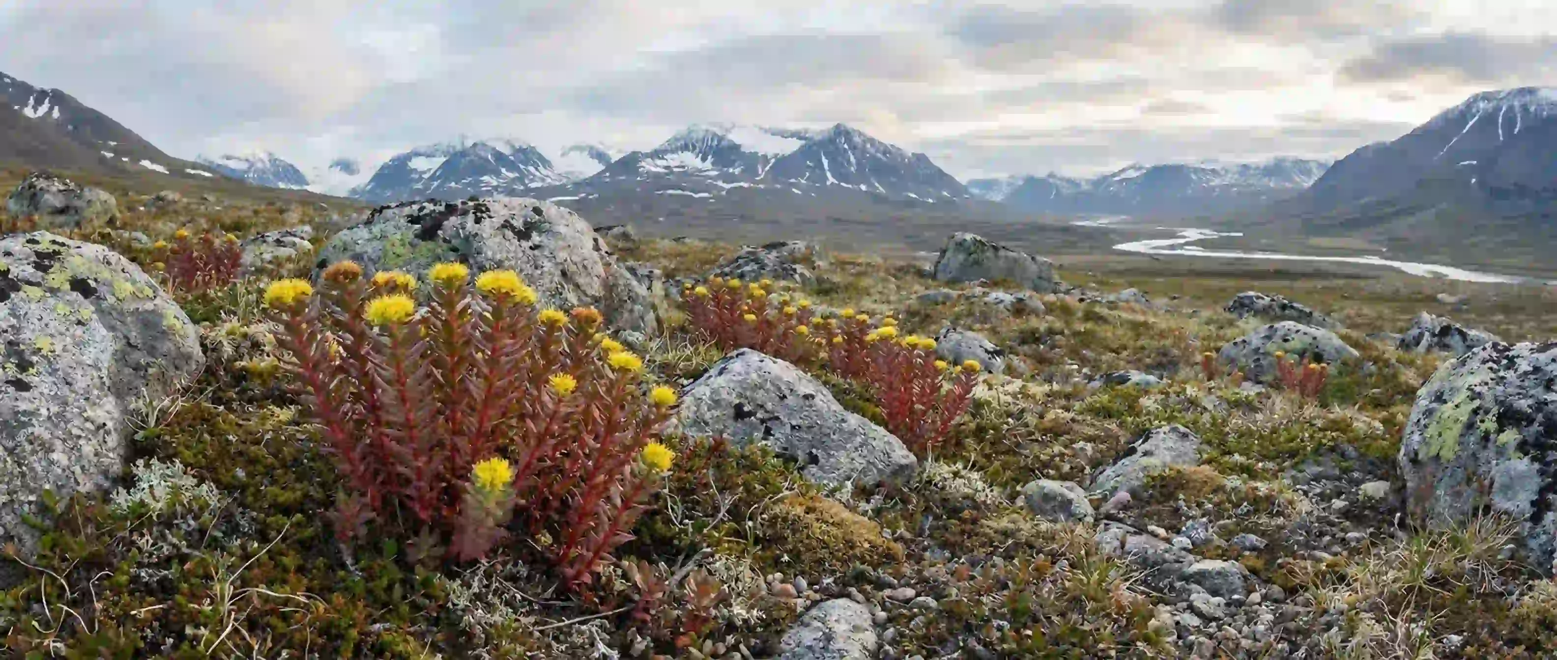 Rhodiola rosea rostoucí v chladných horských oblastech