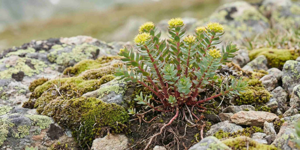 Rhodiola rosea: adaptogen na stres a únavu